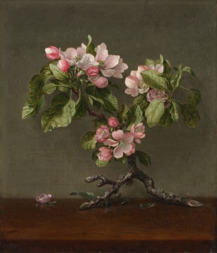 Martin Johnson Heade — Apple Blossoms